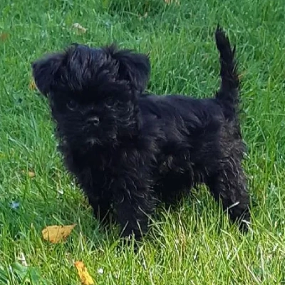 Affenpinscher