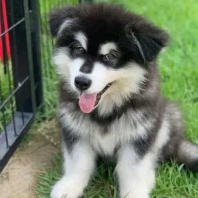 Alaskan Malamute