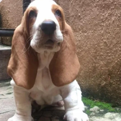 Basset Hound