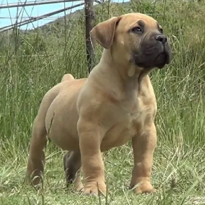Boerboel