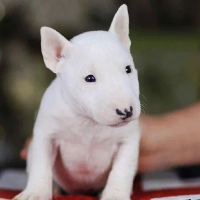 Bull Terrier