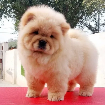 Chow Chow