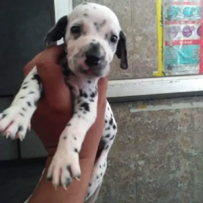 Dalmatian