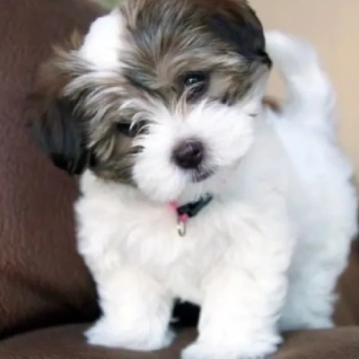 Havanese
