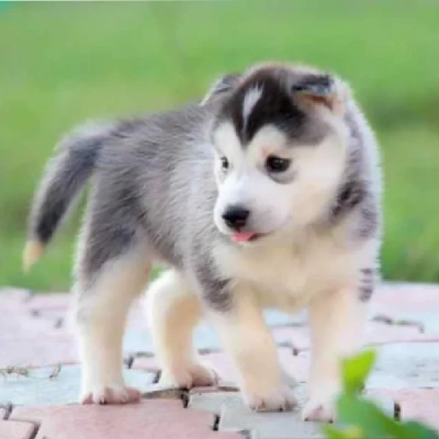 Husky