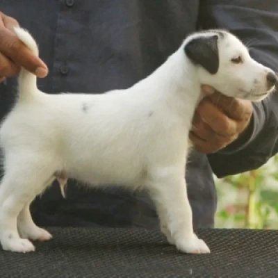 Japanese Terrier