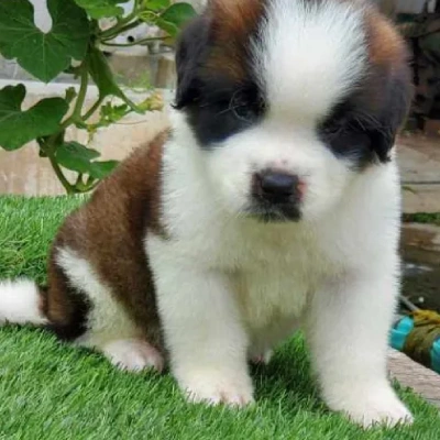 Saint Bernard