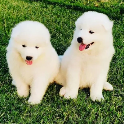Samoyed