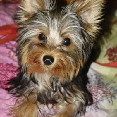 Yorkshire Terrier