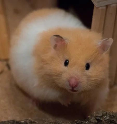 Hamster Breeds