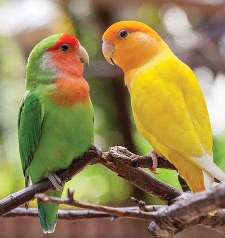 Love Bird Breeds