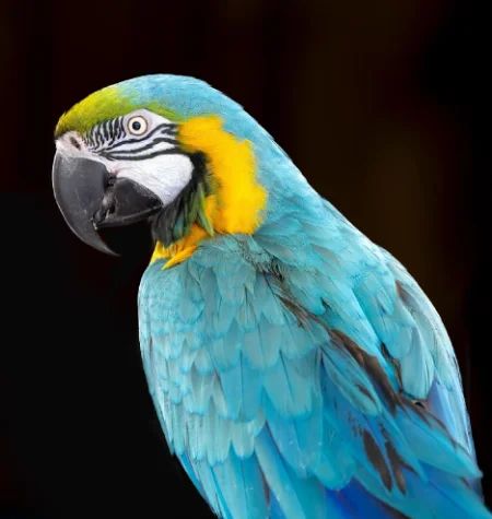 Macaw Parrot Breeds