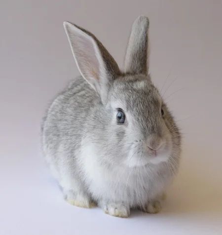 Rabbit Breeds