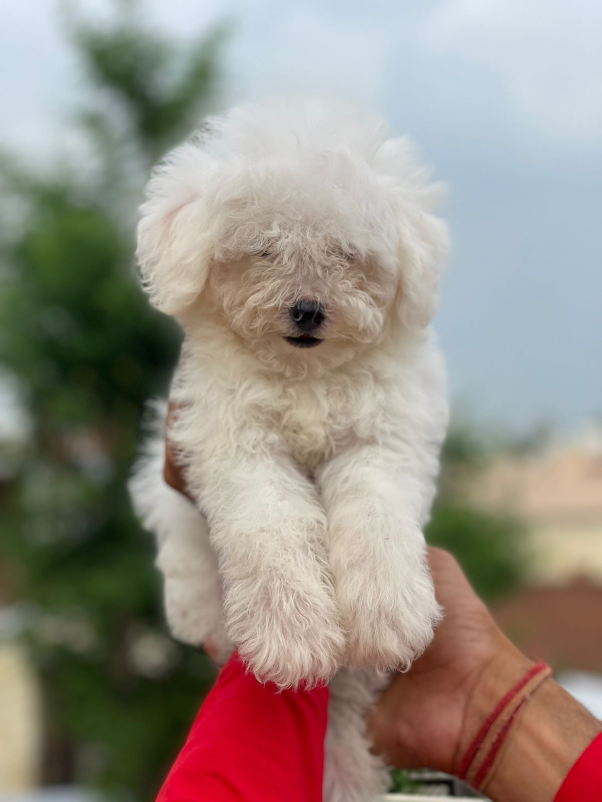 Happy dog after grooming at Satguru Pet House