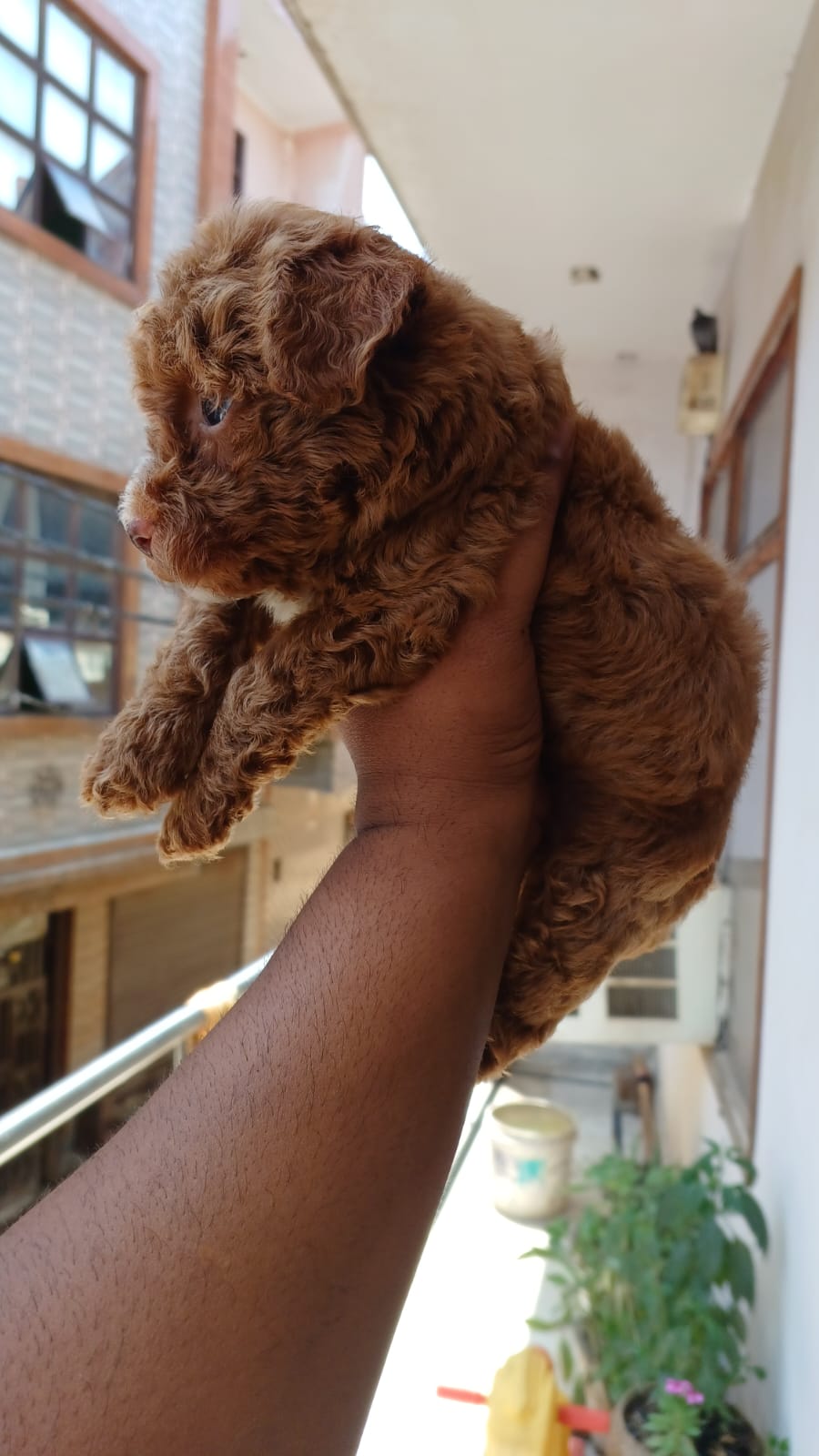 Pet parent choosing toys from the shelves