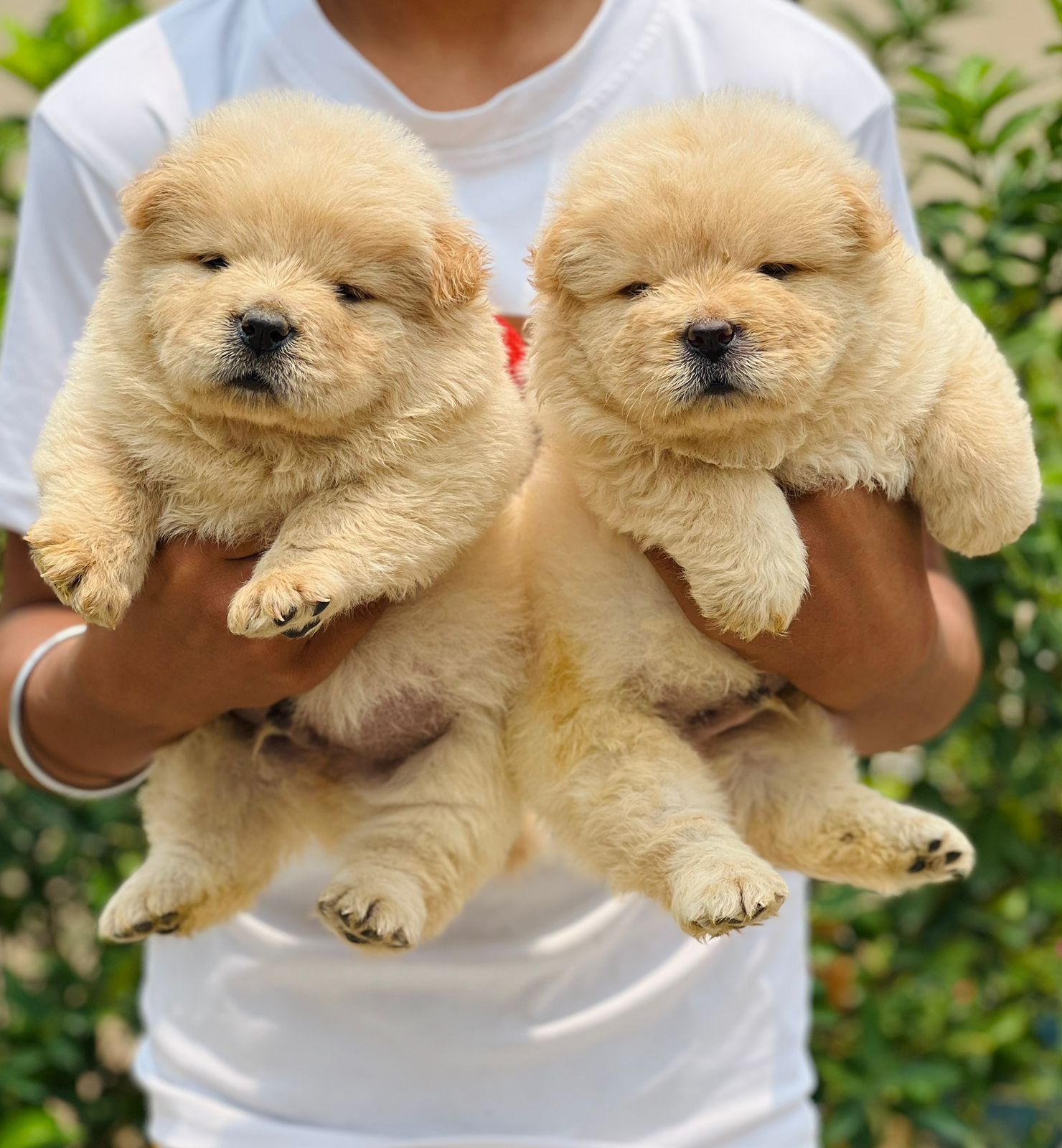 Cozy corner with pet beds and accessories